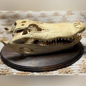 Reptile Skull Decor - Tan